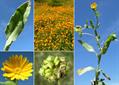Calendula Arvensis